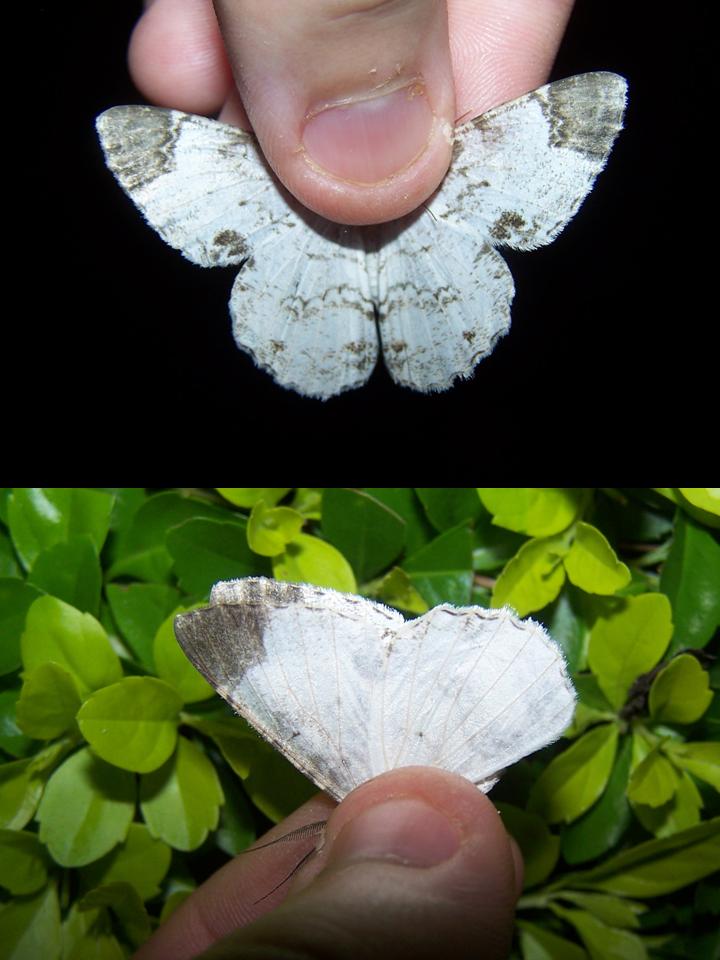 FIGURE 29 FIGURE 29